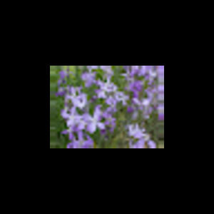 Meet your Posher, Iwona